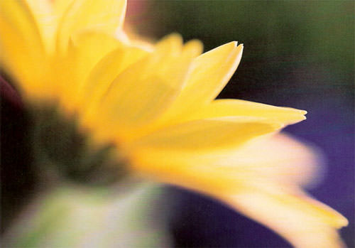 D. Lynne Willett Fine Art Photography